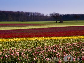 Tulipaner ved Vesterborg