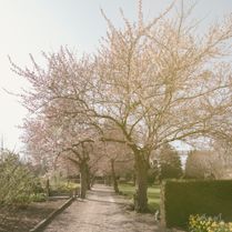 Mandeltræer, Østre Kirkegård