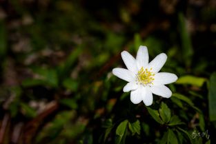 Anemone