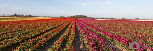 Tulipaner ved Vesterborg