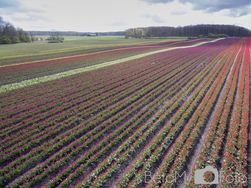 Tulipaner ved Vesterborg