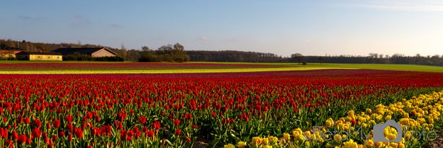 Tulipaner ved Vesterborg