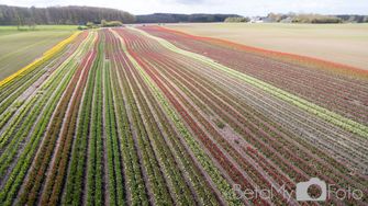 Tulipaner ved Vesterborg