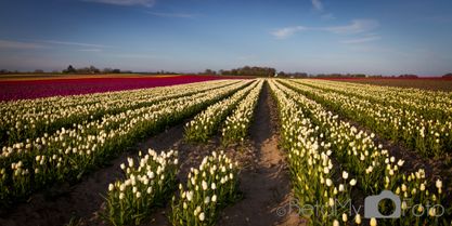 Tulipaner ved Vesterborg